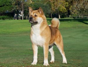 Ообенности в характере американской аките