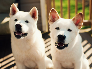 Характер собаки американская акита