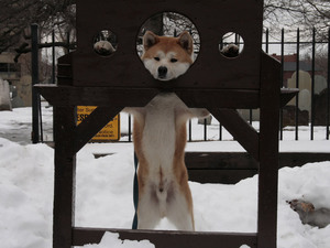 Нрав собаки американская акита