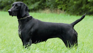 Чёрный курцхаар-уход