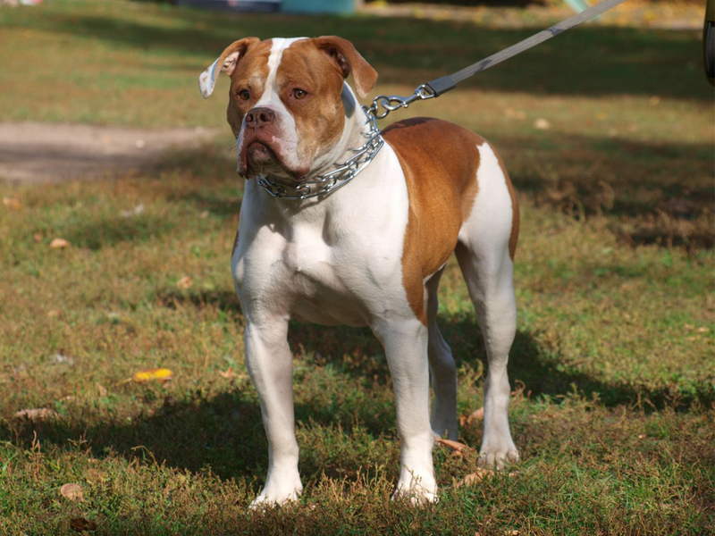 Особенности собаки догов