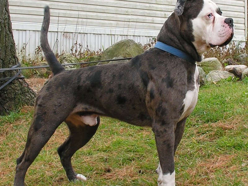 Характер догов