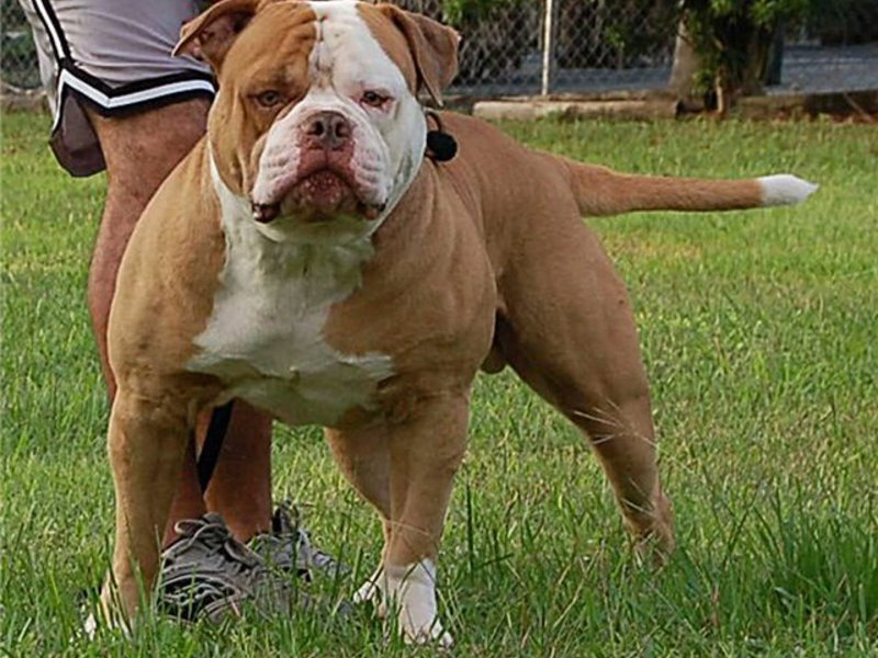 Нрав собаки дога