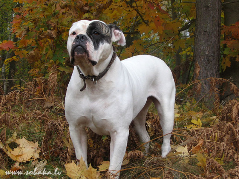 Американский дог