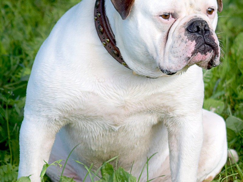 Чем питается дог