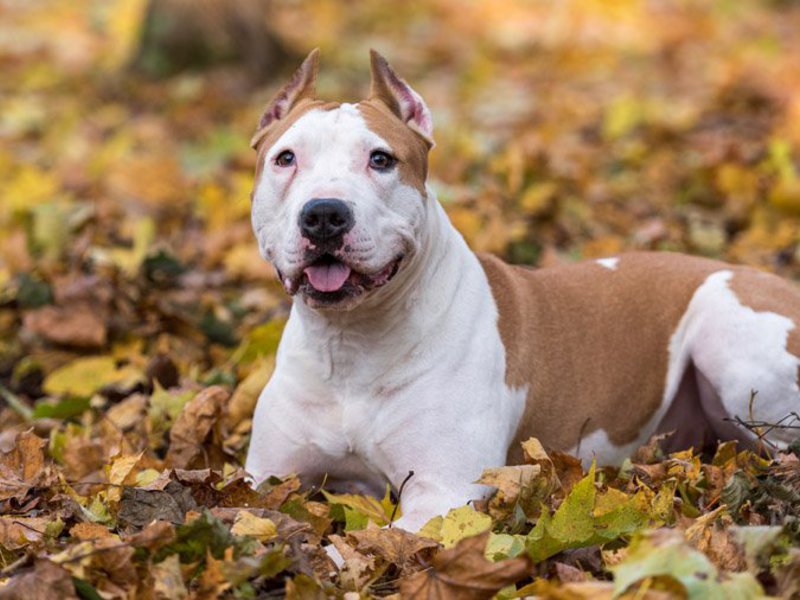 Как выглядит американский дог
