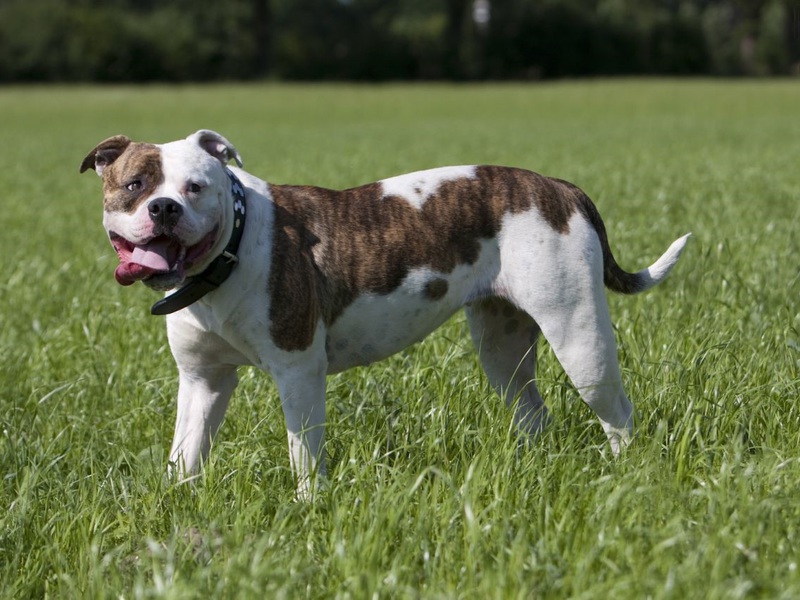 Описание породы собаки