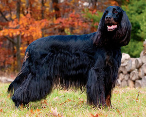 История породы