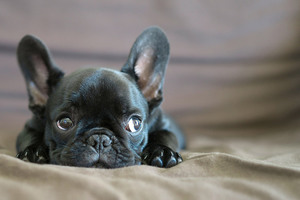 Щенки бульдога 