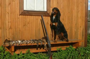 Темперамент собак шотландский сеттер гордон