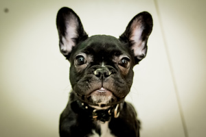 Характеристика 