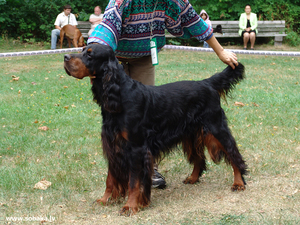 Шотландский сеттер: характеристика