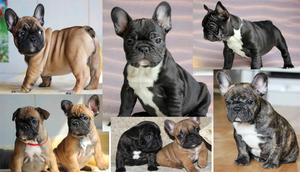 Какой характер собаки 