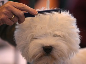 Как расчесывать бишон фризе