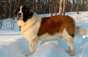 Московская сторожевая каких условий содержания требует