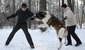 Московская сторожевая станет прекрасным охранником при правильной дрессировке