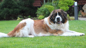 Московская сторожевая: требования к питанию