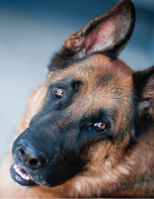 Рацион питания немецких овчарок