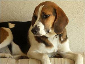 Уход за эстонской гончей