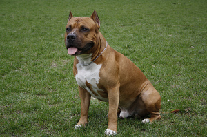 Уход за американским стаффордширским терьером