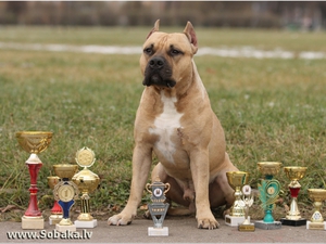 Особенности воспитания американского стаффордширского терьера