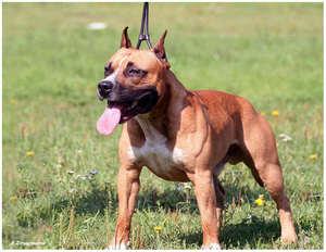 Уход за стаффордширским терьером