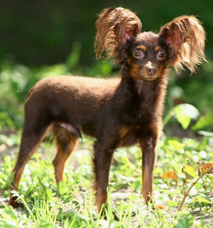 Взрослый длинношерстный той-терьер