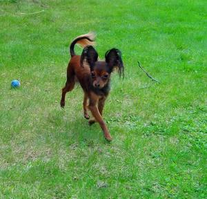 Длинношерстный той-терьер на прогулке