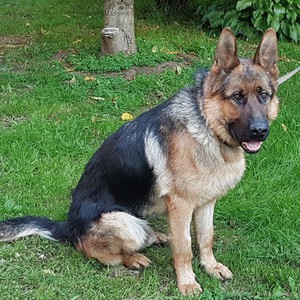 Характеристика породы Немецкая овчарка