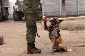 Дрессировка щенка немецкой овчарки