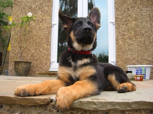 Уход за немецкой овчаркой