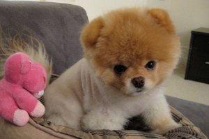 Характеристики породы собак померанский шпиц