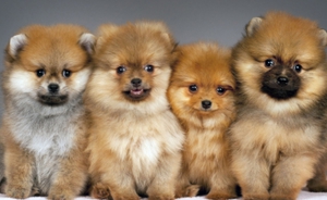 Разведение померанских шпицев