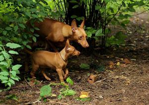 Как выглядит собака чирнеко дель этна
