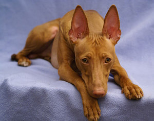 Внешние данные чирнеко дель этна