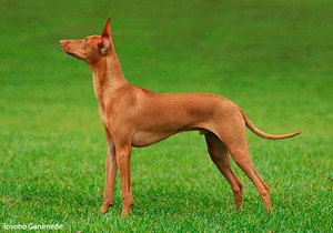 Чирнеко дель этна