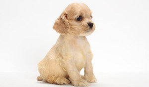 Чем питается кокер спаниель