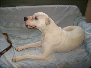 Как произошла порода аргентинский дог