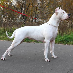 Солержание догов