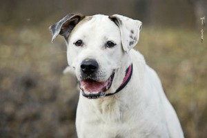 Как устроено тело собаки