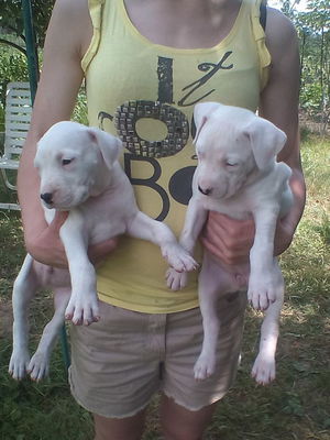 Характеристика породы собак аргентинский дог