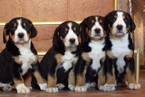 Гросс Зенненхунд 