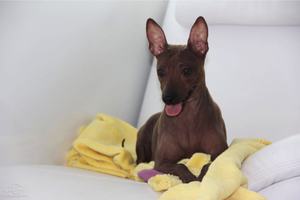 Описание собак голых терьеров