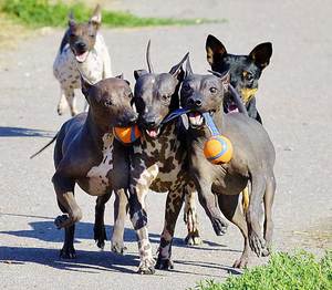 Как выглядит собака американский голый терьер