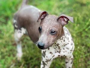 Окрас и тип шерсти голых терьеров
