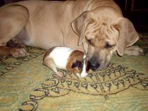  Южноафриканский  бурбуль и морская свинка