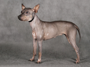 Характеристика породы