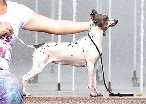 Правила ухода за терьерами