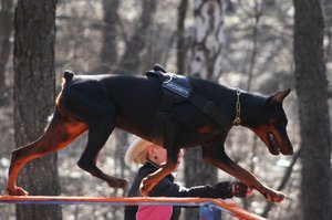 Как дрессировать  добермана