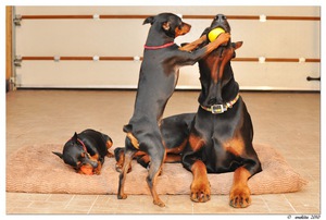 Игра доберманов